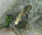 Luck Feather